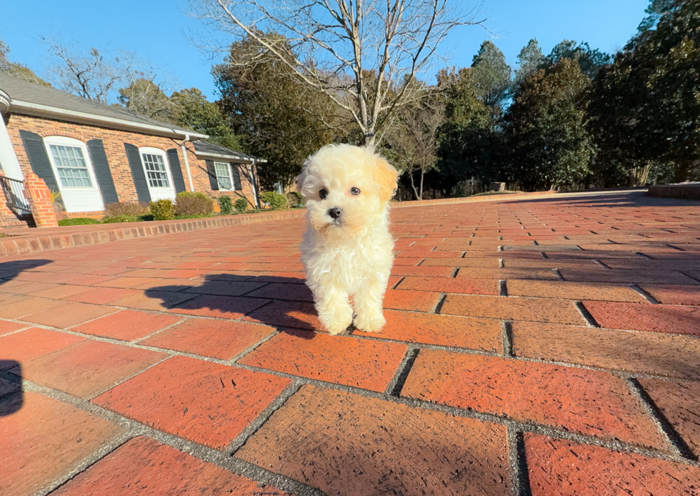 Best Maltipoo Baby