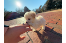 Cute Maltipoo Poodle Mix Pup