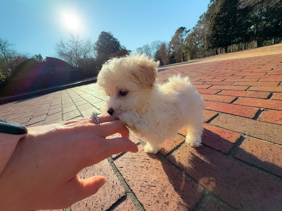 Cute Maltipoo Poodle Mix Pup