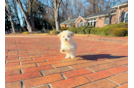 Cute Maltipoo Poodle Mix Pup