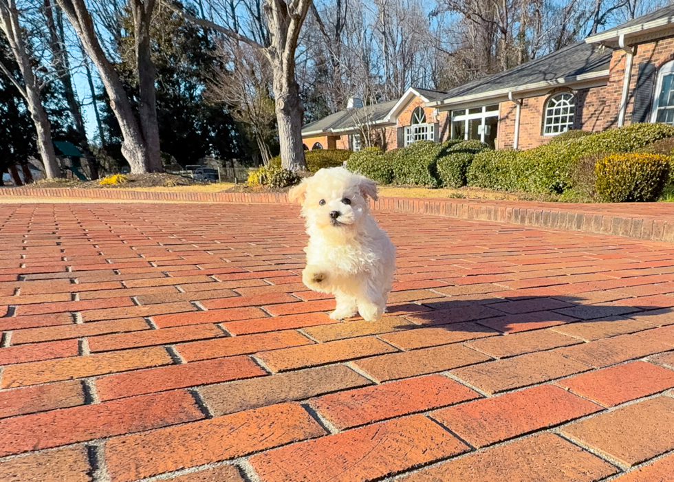 Cute Maltipoo Poodle Mix Pup