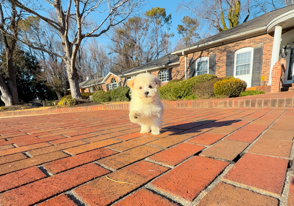 Best Maltipoo Baby