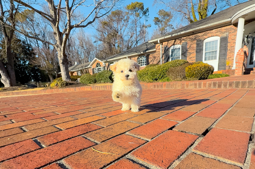 8 week old Maltipoo Puppy For Sale - Simply Southern Pups