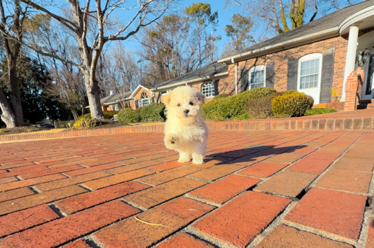 Best Maltipoo Baby