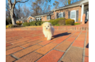 Cute Maltipoo Baby