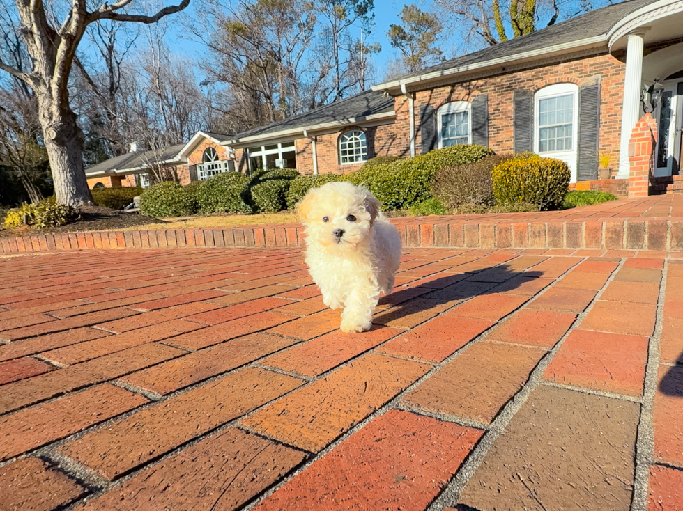 Cute Maltipoo Baby