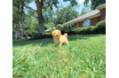 Cute Maltipoo Baby