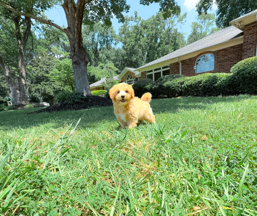 Cute Maltipoo Baby