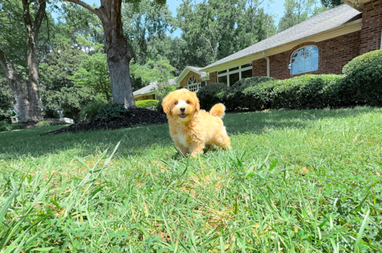 Cute Maltipoo Baby