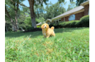 Cute Maltipoo Poodle Mix Pup