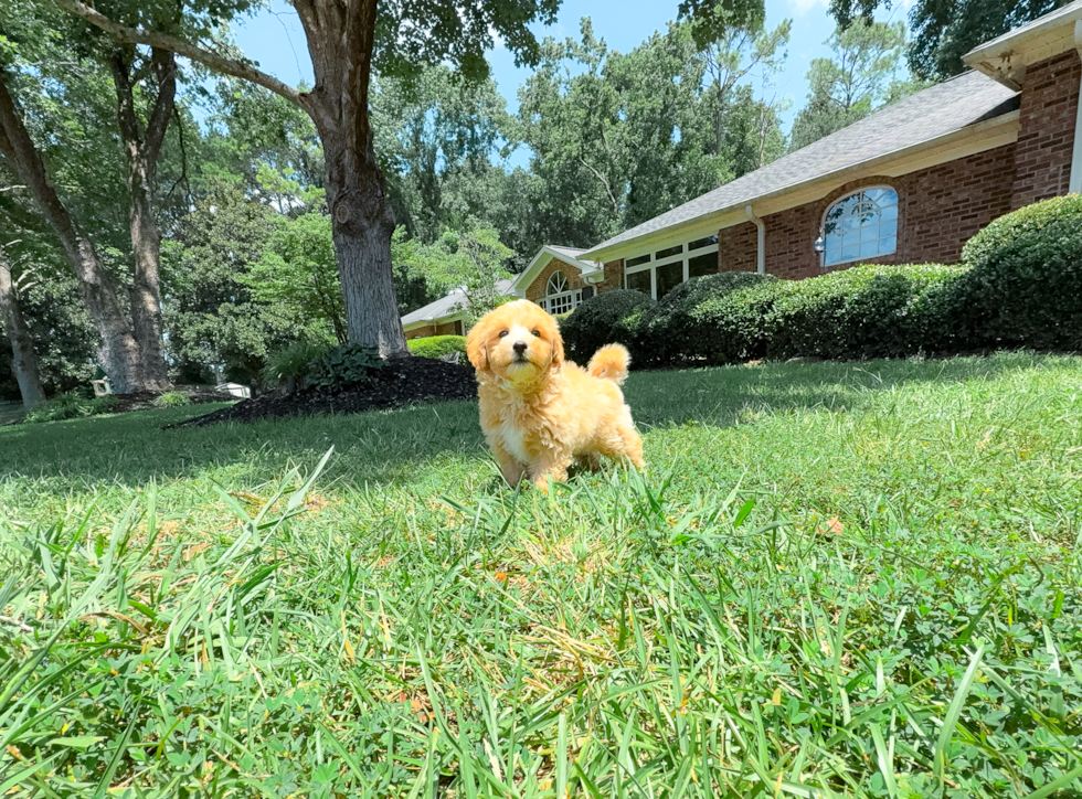 Cute Maltipoo Poodle Mix Pup