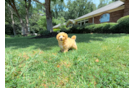 Best Maltipoo Baby