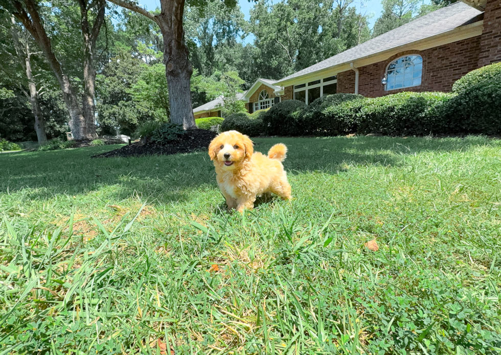 Best Maltipoo Baby
