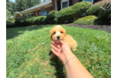 Best Maltipoo Baby