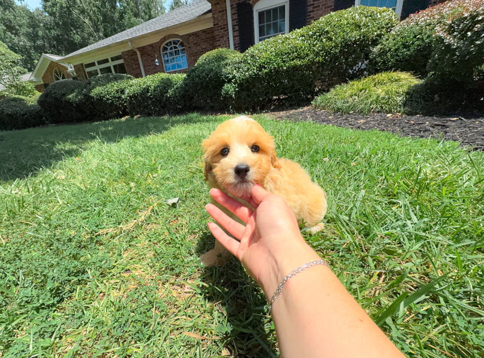 Best Maltipoo Baby