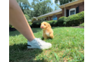 Cute Maltipoo Baby