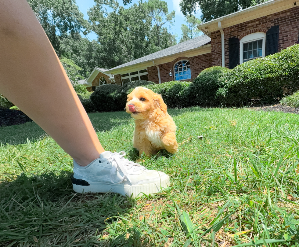 Cute Maltipoo Baby