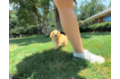 Maltipoo Pup Being Cute