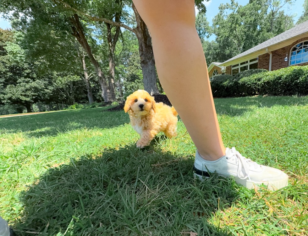 Maltipoo Pup Being Cute