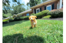 Maltipoo Pup Being Cute