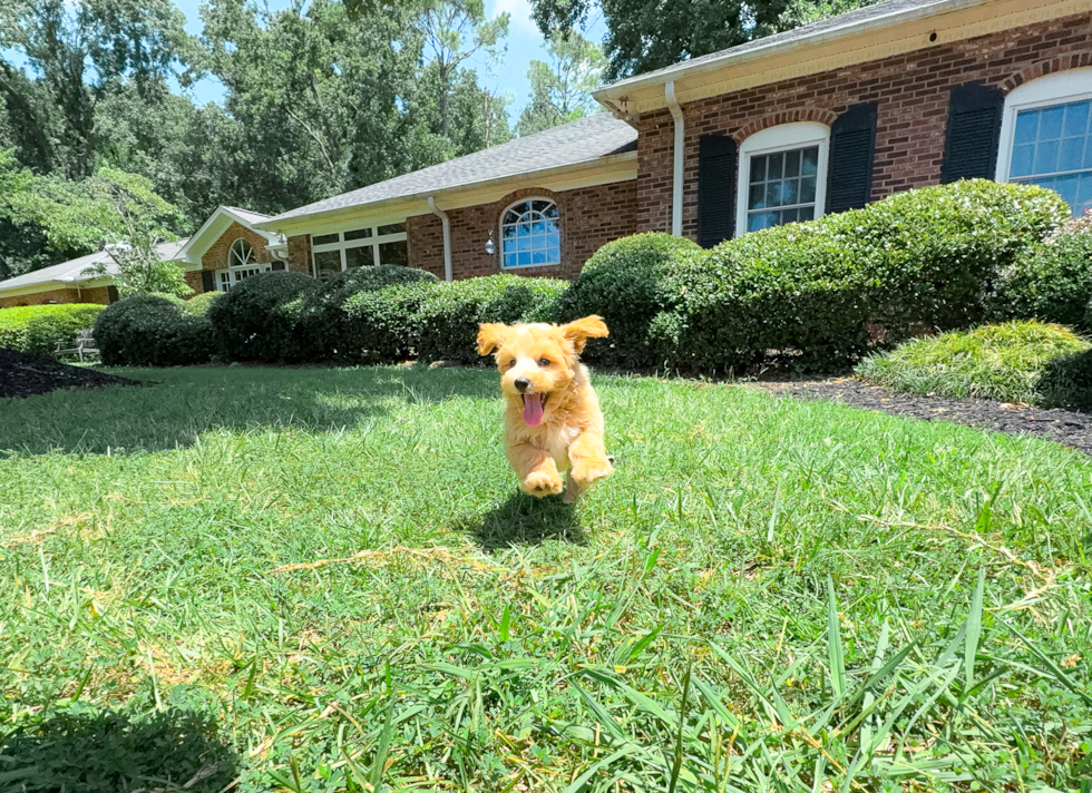 Best Maltipoo Baby