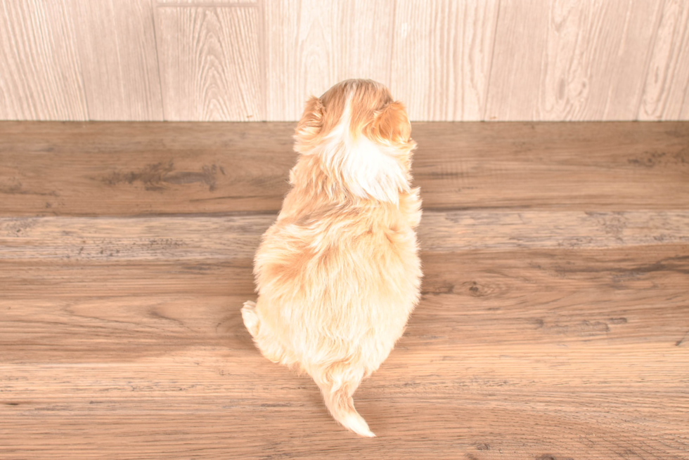 Maltipoo Puppy for Adoption