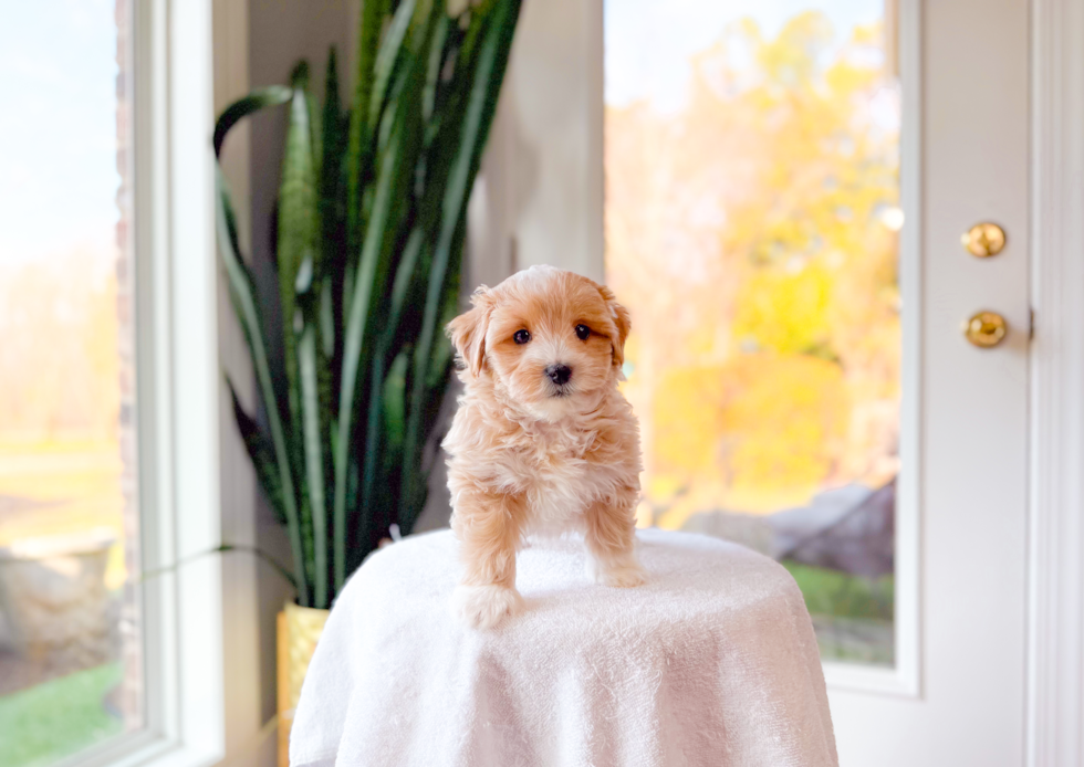 Maltipoo Pup Being Cute
