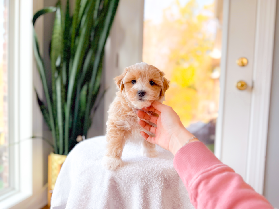 Best Maltipoo Baby