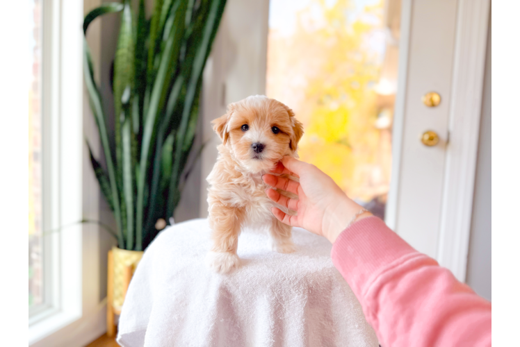 Cute Malt a Poo Poodle Mix Puppy
