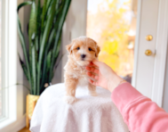 9 week old Maltipoo Puppy For Sale - Simply Southern Pups