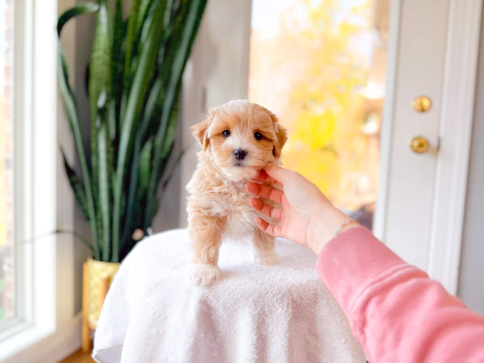 Cute Malt a Poo Poodle Mix Puppy