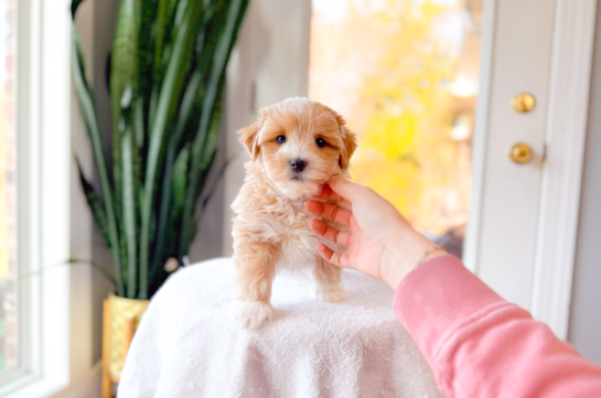 Cute Malt a Poo Poodle Mix Puppy