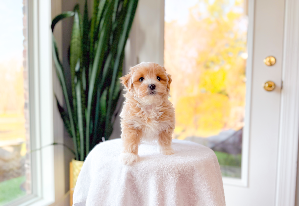 Best Maltipoo Baby