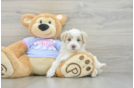 Cute Maltipoo Baby