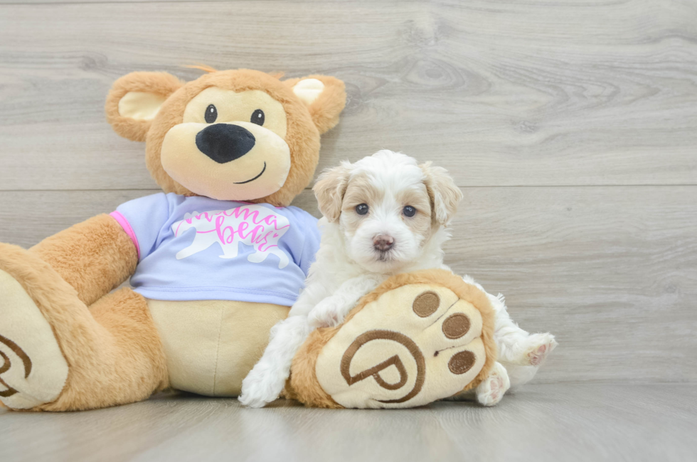 5 week old Maltipoo Puppy For Sale - Simply Southern Pups