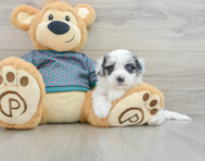 8 week old Maltipoo Puppy For Sale - Simply Southern Pups