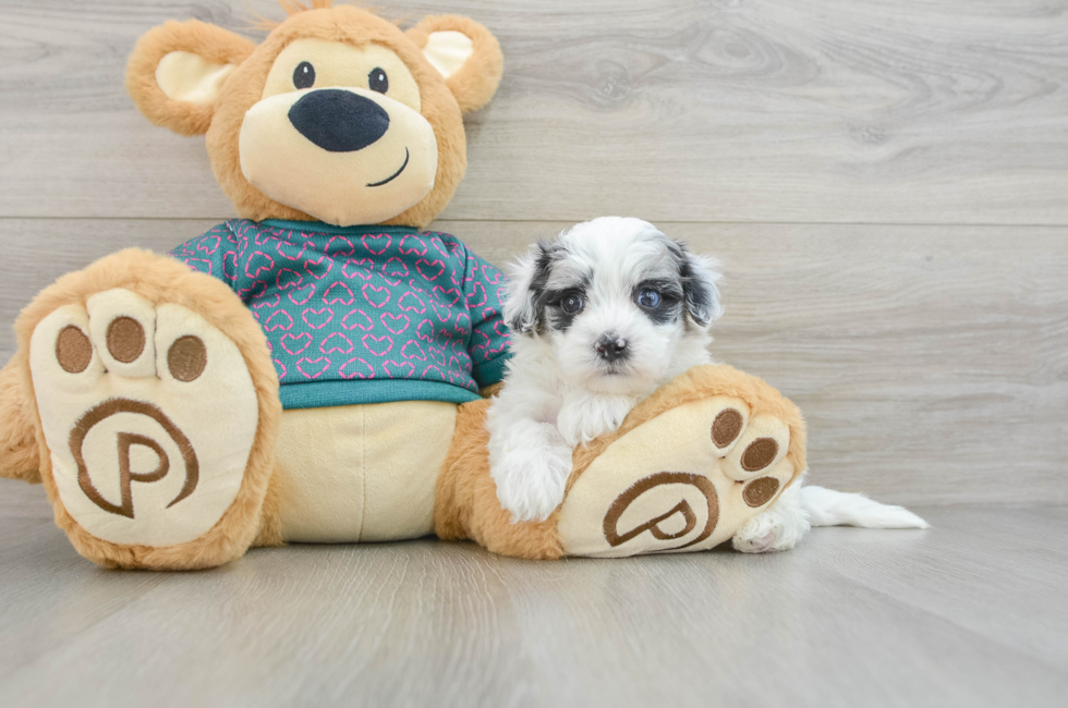 8 week old Maltipoo Puppy For Sale - Simply Southern Pups