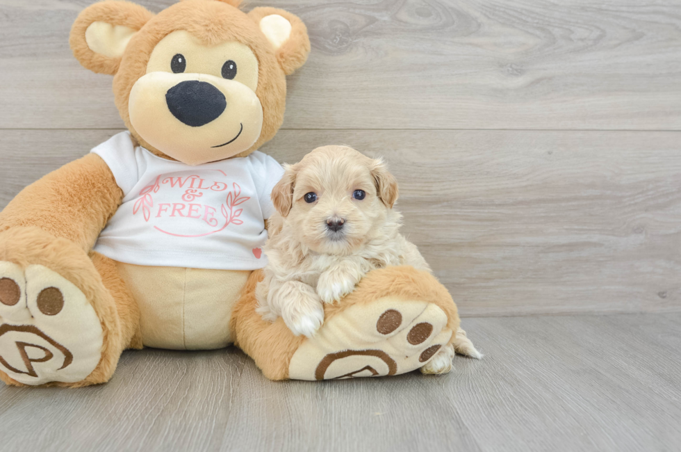 6 week old Maltipoo Puppy For Sale - Simply Southern Pups