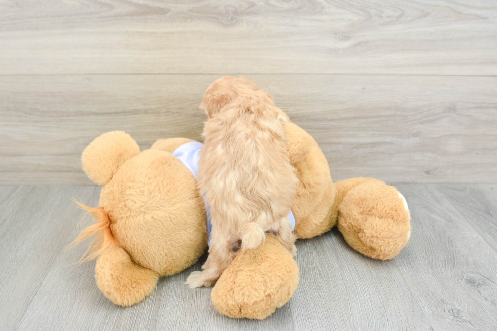 Fluffy Maltipoo Poodle Mix Pup