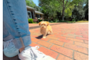 Cute Maltipoo Baby