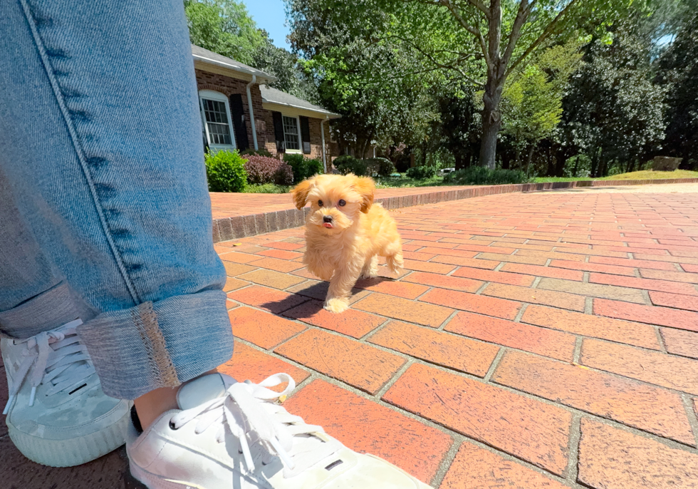 Cute Maltipoo Baby