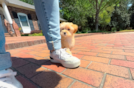 Maltipoo Puppy for Adoption