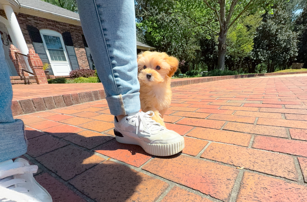 Maltipoo Puppy for Adoption