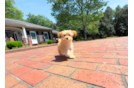 Maltipoo Puppy for Adoption