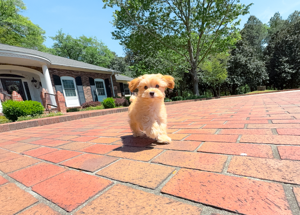 Maltipoo Puppy for Adoption