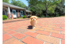 Cute Maltipoo Poodle Mix Pup