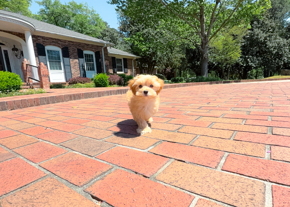 Cute Maltipoo Poodle Mix Pup