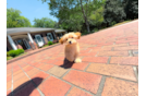 Best Maltipoo Baby