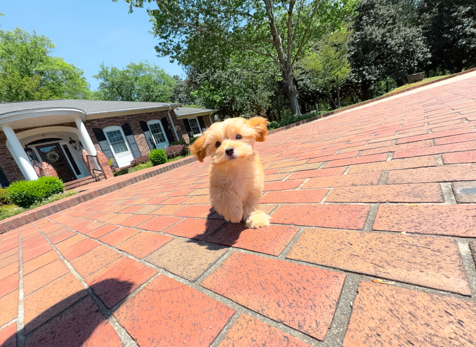 Best Maltipoo Baby