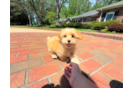 Cute Maltipoo Poodle Mix Pup